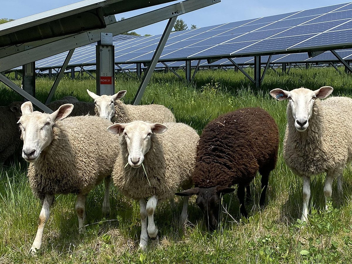 Maintenance of SWEB’s newest solar farm - W.E.B. Windenergy